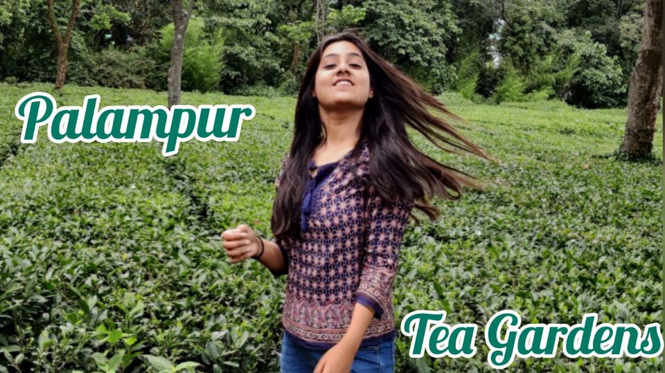 Photo of Exploring Beautiful Tea gardens of Palmpur- Himachal Pradesh by Heena Bhatia