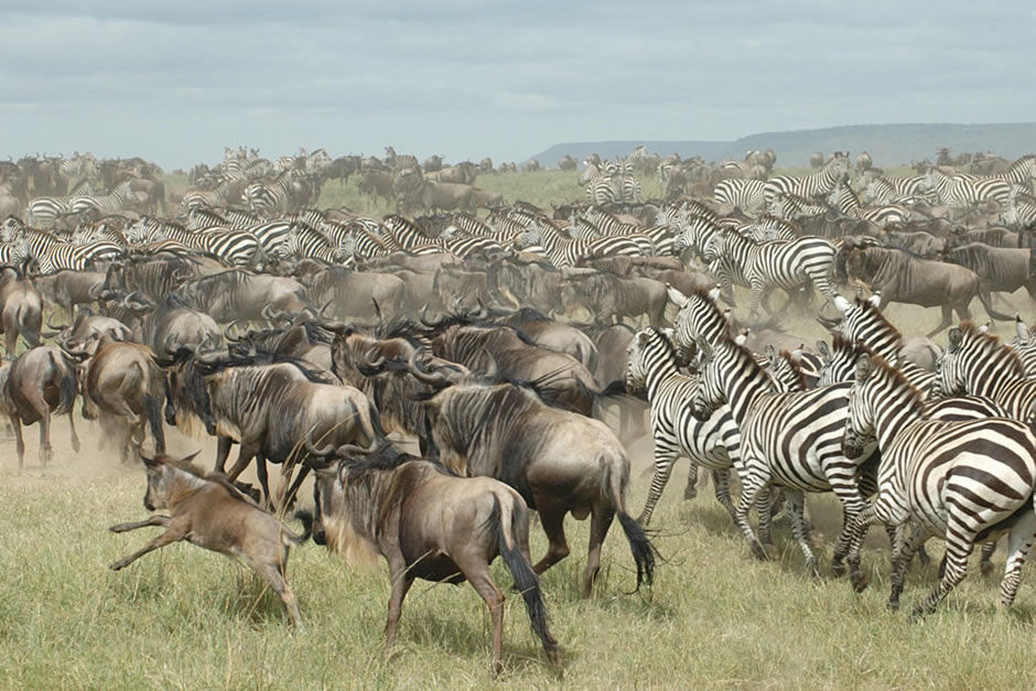 Photo of AMAZING KENYA SAFARIS by SPLENDOURS OF AFRICA TOURS
