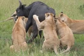 Photo of SPLENDOURS OF KENYA HOLIDAYS SAFARIS by SPLENDOURS OF AFRICA TOURS