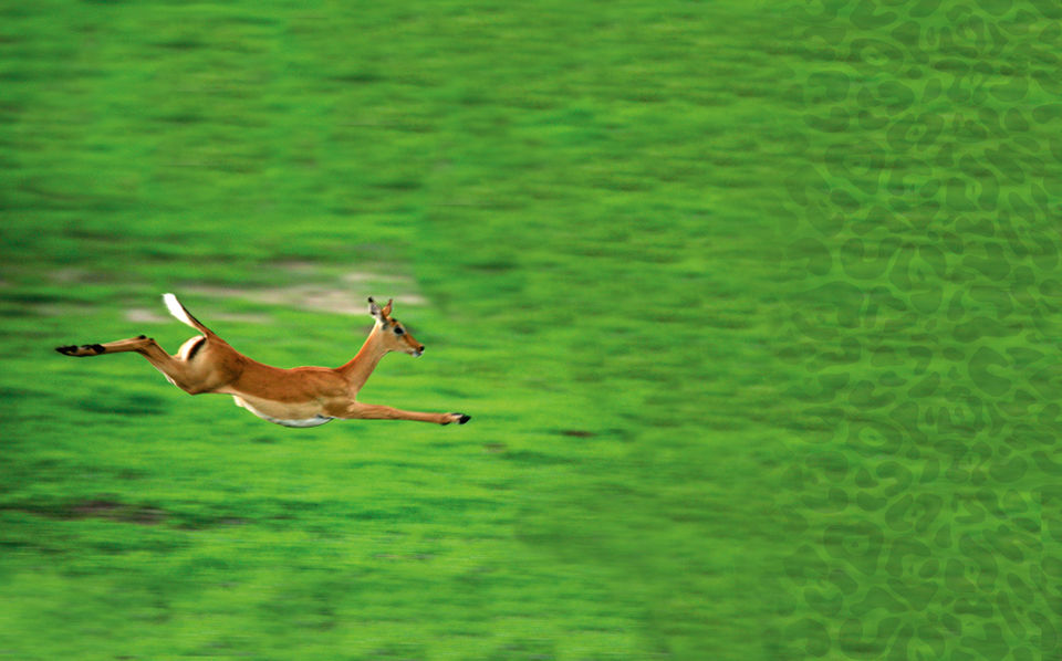 Photo of by SPLENDOURS OF AFRICA TOURS