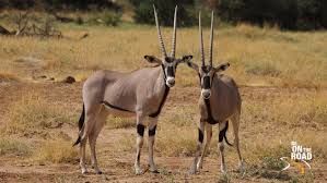Photo of LAKE TURKANA AND OL PAJETA CONSERVANCY by SPLENDOURS OF AFRICA TOURS