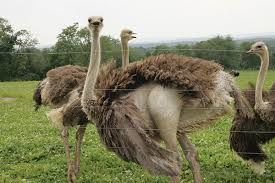 Photo of EDUCATIONAL TOURS KENYA by SPLENDOURS OF AFRICA TOURS