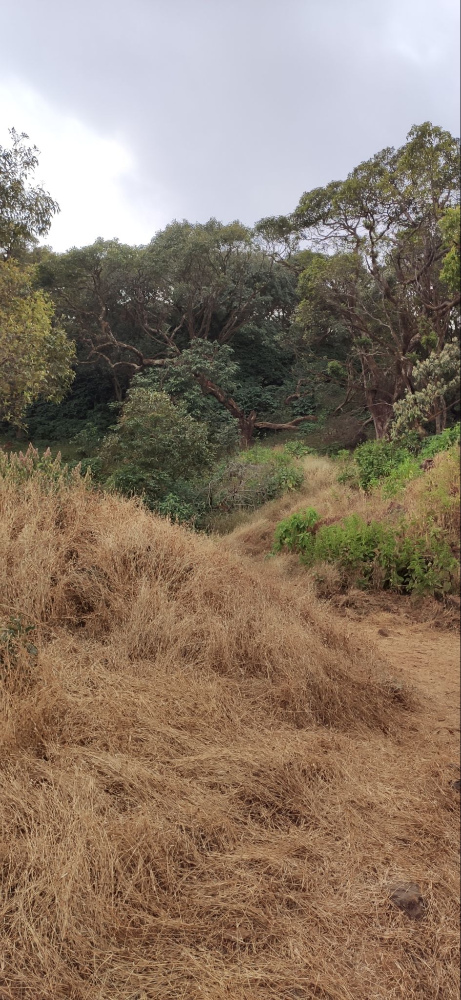 Photo of Vasota-jungle-trek by Arya Kaushal