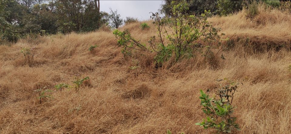 Photo of Vasota-jungle-trek by Arya Kaushal