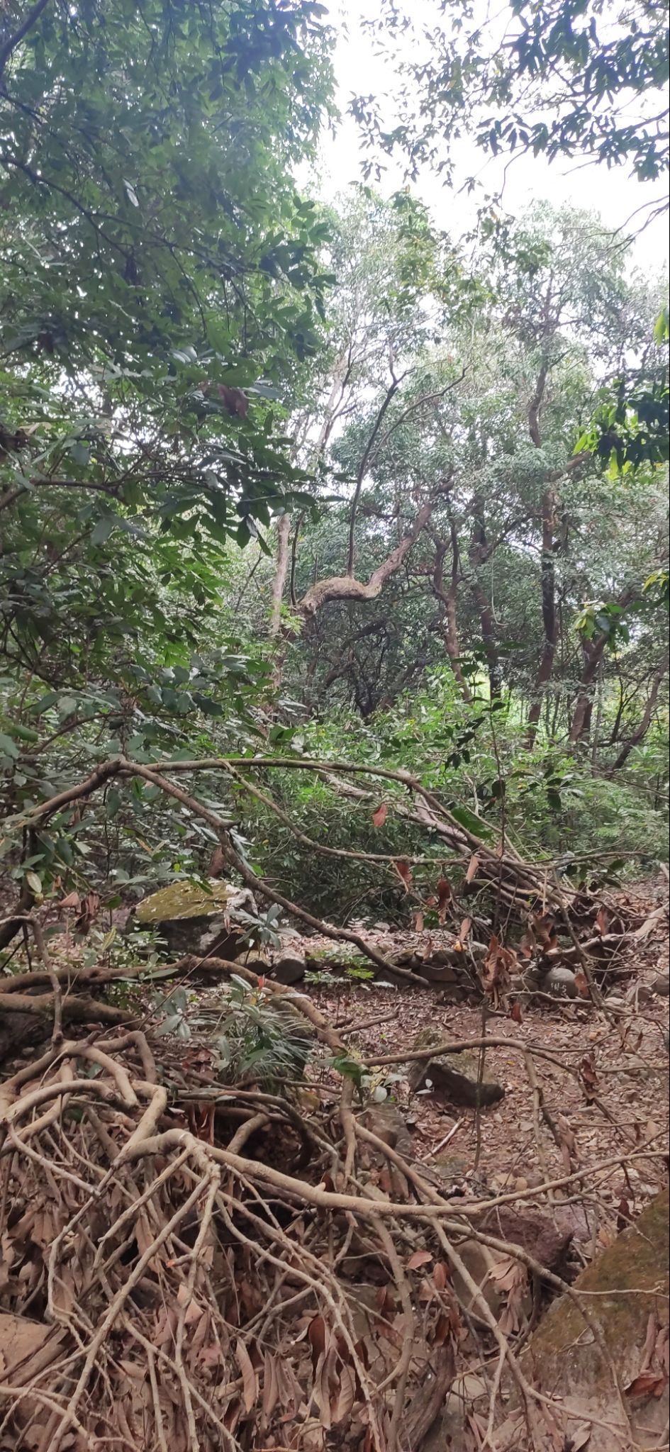 Photo of Vasota-jungle-trek by Arya Kaushal