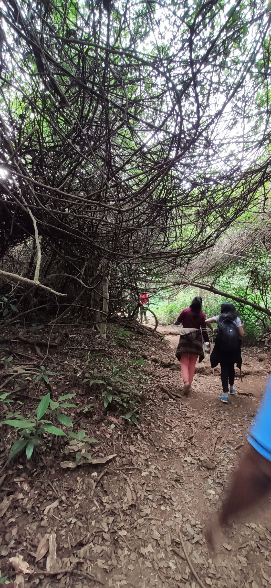 Photo of Vasota-jungle-trek by Arya Kaushal