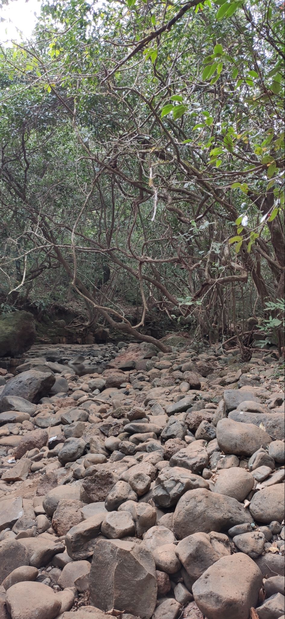 Photo of Vasota-jungle-trek by Arya Kaushal