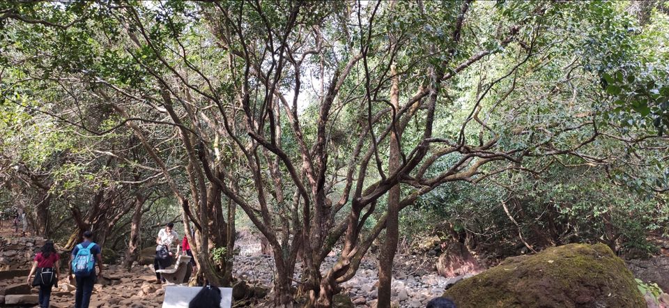 Photo of Vasota-jungle-trek by Arya Kaushal