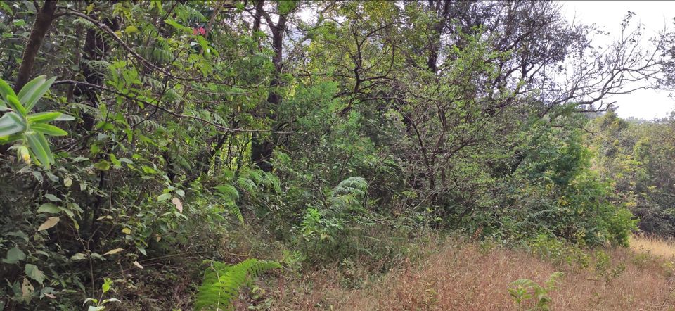 Photo of Vasota-jungle-trek by Arya Kaushal