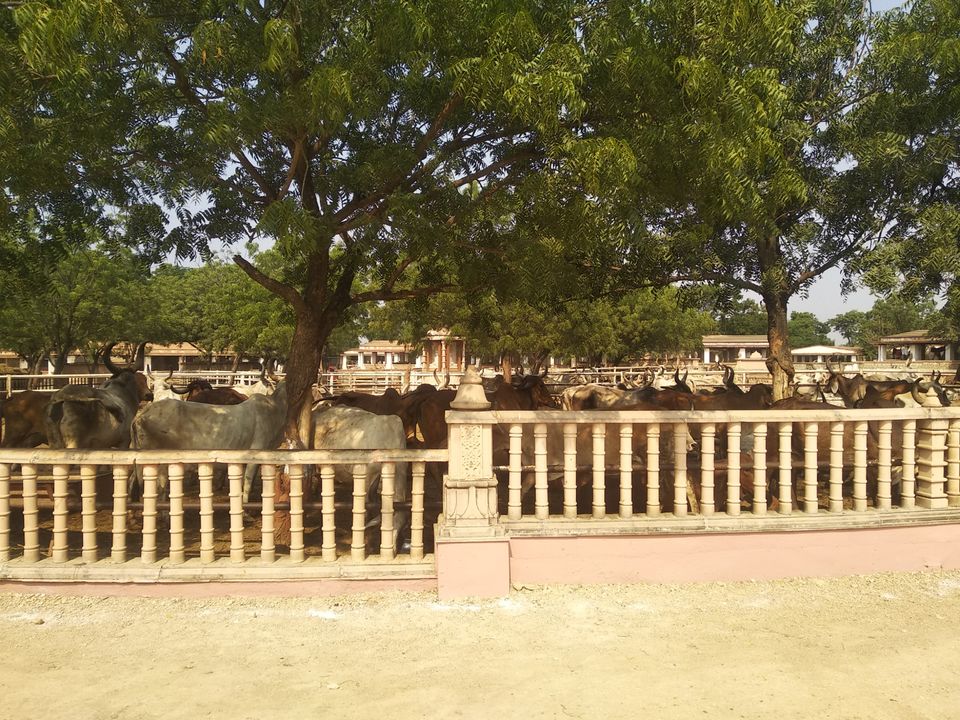 Photo of बड़े शहरों से दूर एक ऐसा स्थान जो मन को मोह ले वो स्थान है पावापुरी by Narendra Naresh Dabi