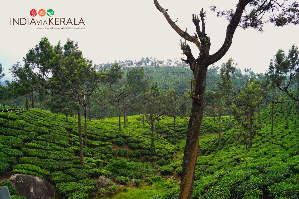 Photo of Live it 'up' in Munnar by Vimal Mathew