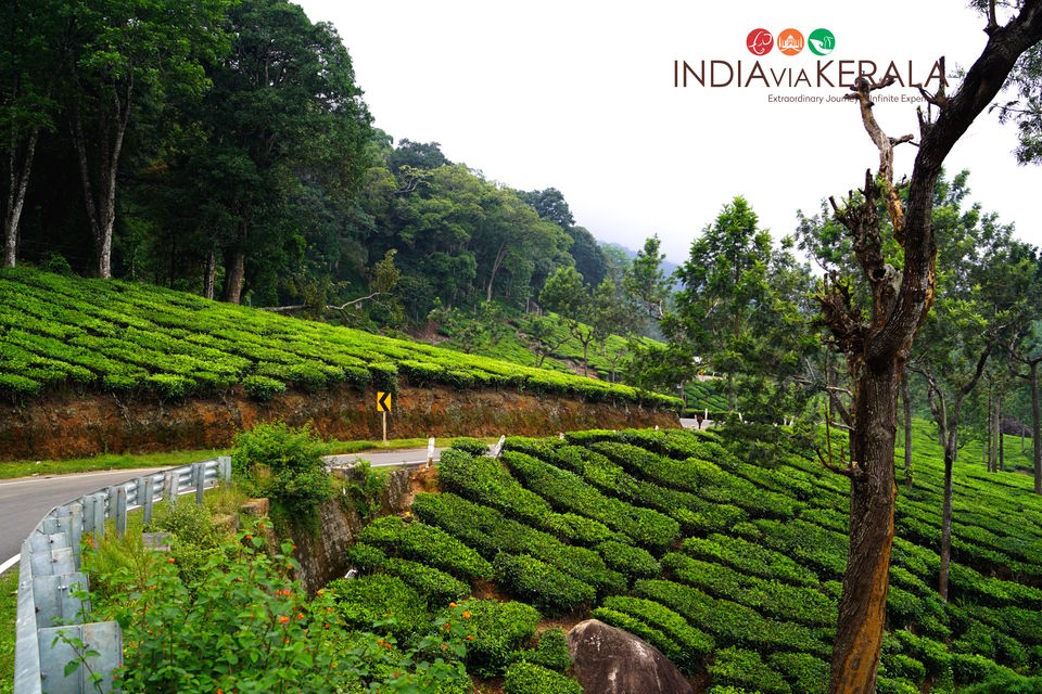 Photo of Live it 'up' in Munnar by Vimal Mathew