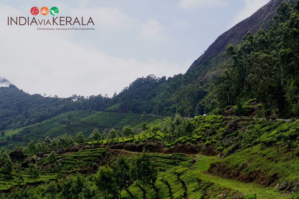 Photo of Live it 'up' in Munnar by Vimal Mathew