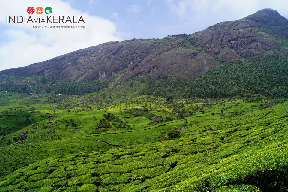 Photo of Live it 'up' in Munnar by Vimal Mathew
