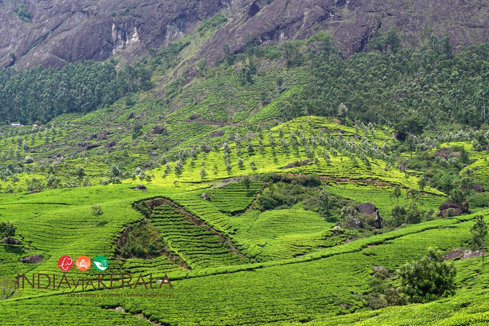 Photo of Live it 'up' in Munnar by Vimal Mathew