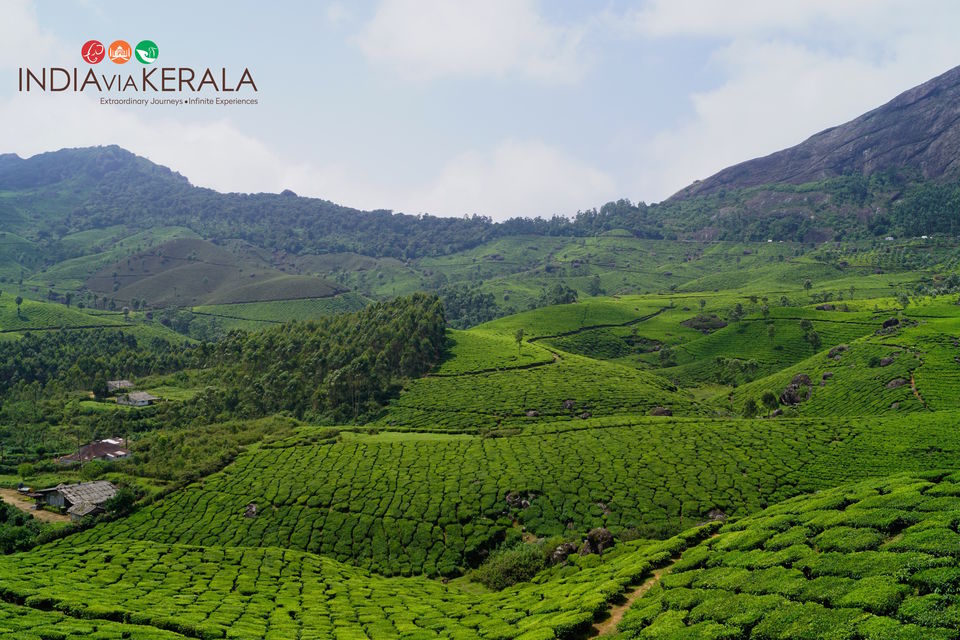 Photo of Live it 'up' in Munnar by Vimal Mathew
