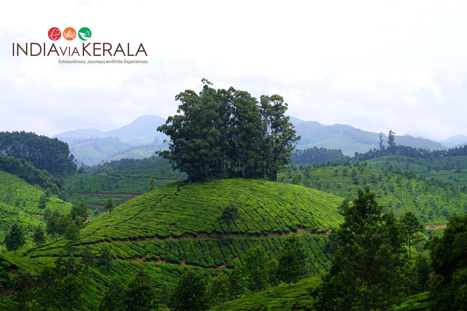 Photo of Live it 'up' in Munnar by Vimal Mathew