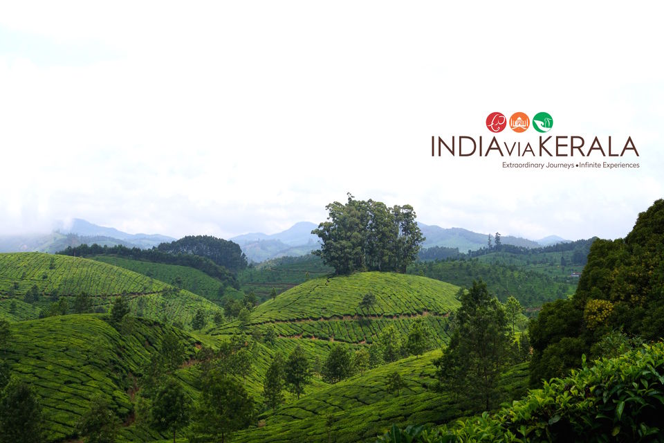 Photo of Live it 'up' in Munnar by Vimal Mathew