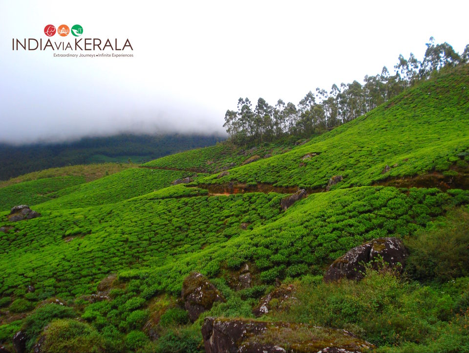 Photo of Live it 'up' in Munnar by Vimal Mathew