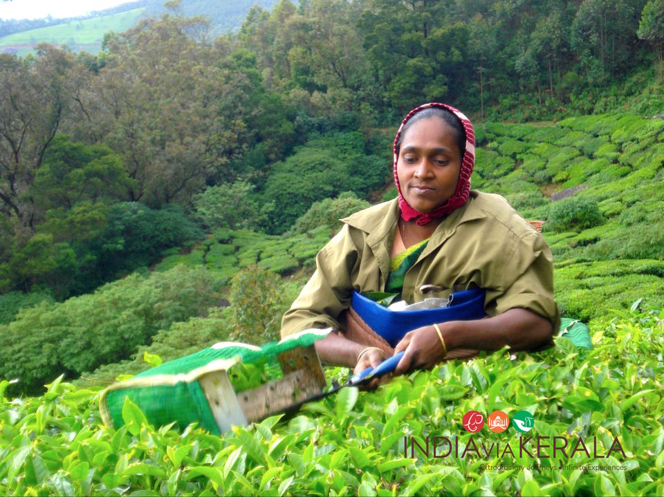 Photo of Live it 'up' in Munnar by Vimal Mathew