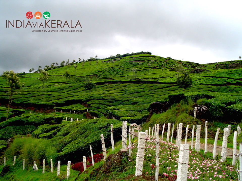 Photo of Live it 'up' in Munnar by Vimal Mathew
