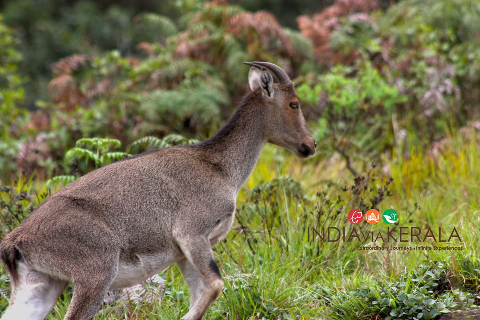 Photo of Live it 'up' in Munnar by Vimal Mathew
