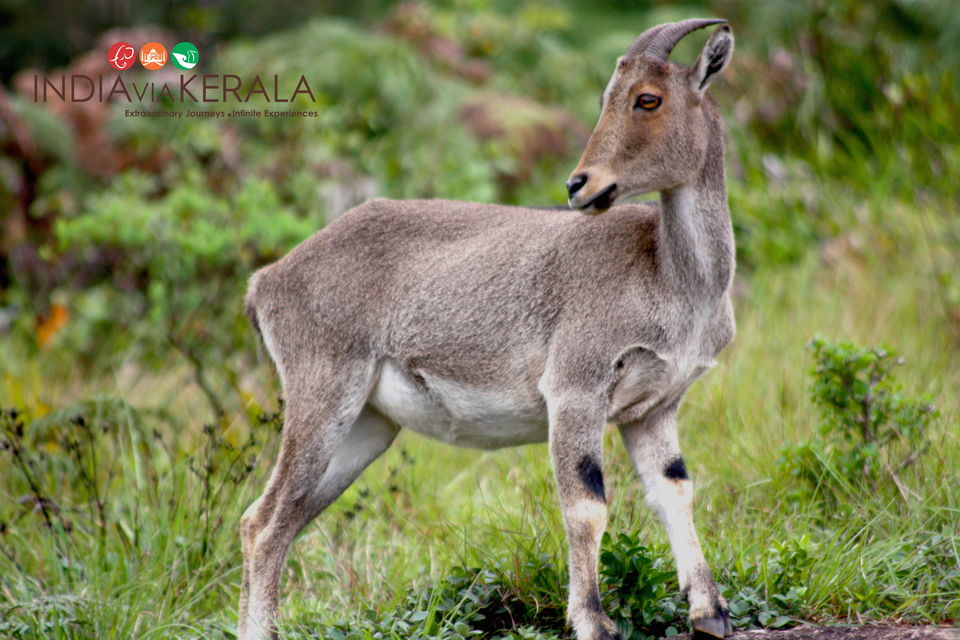 Photo of Live it 'up' in Munnar by Vimal Mathew