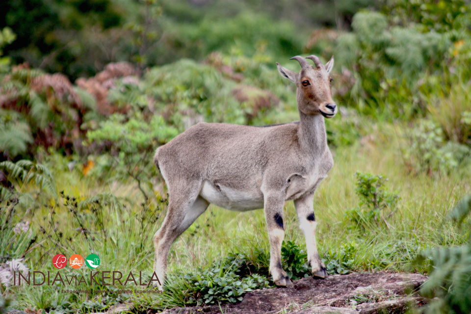 Photo of Live it 'up' in Munnar by Vimal Mathew