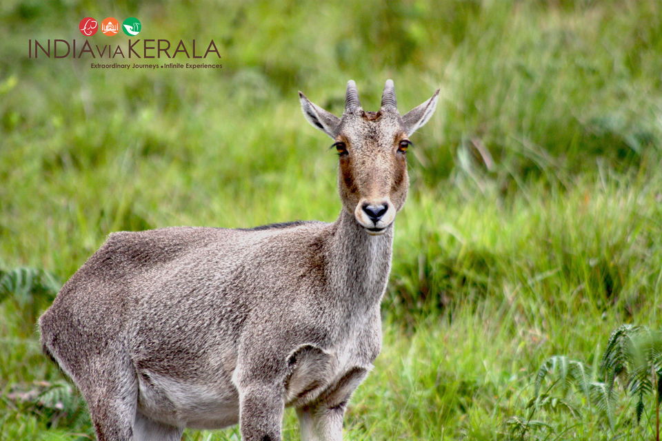 Photo of Live it 'up' in Munnar by Vimal Mathew