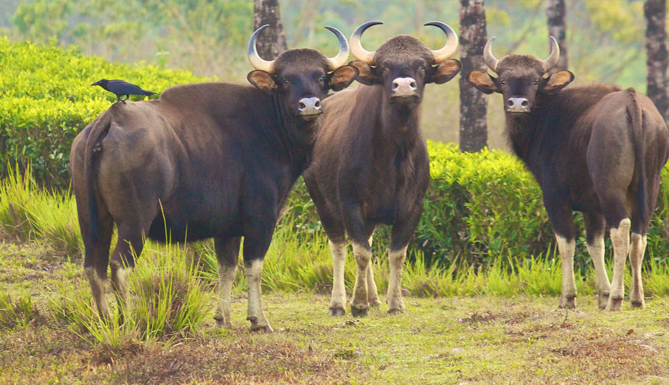 Photo of Tea & Wildlife Trails 4/7 by Vimal Mathew