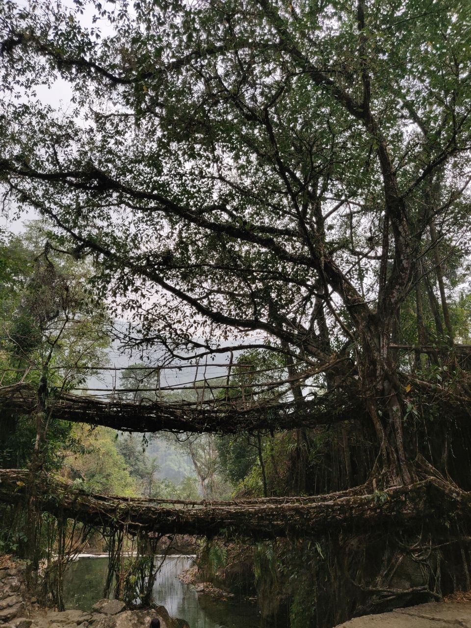 Photo of Double Root Bridge by Ravindra Pal