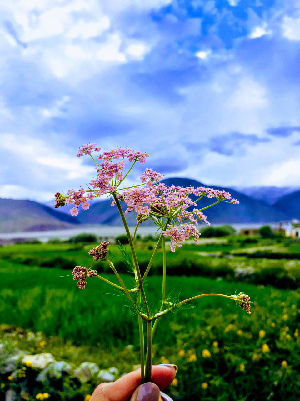 Photo of Ladakh (The Land Of Monasteries) by Gnirest