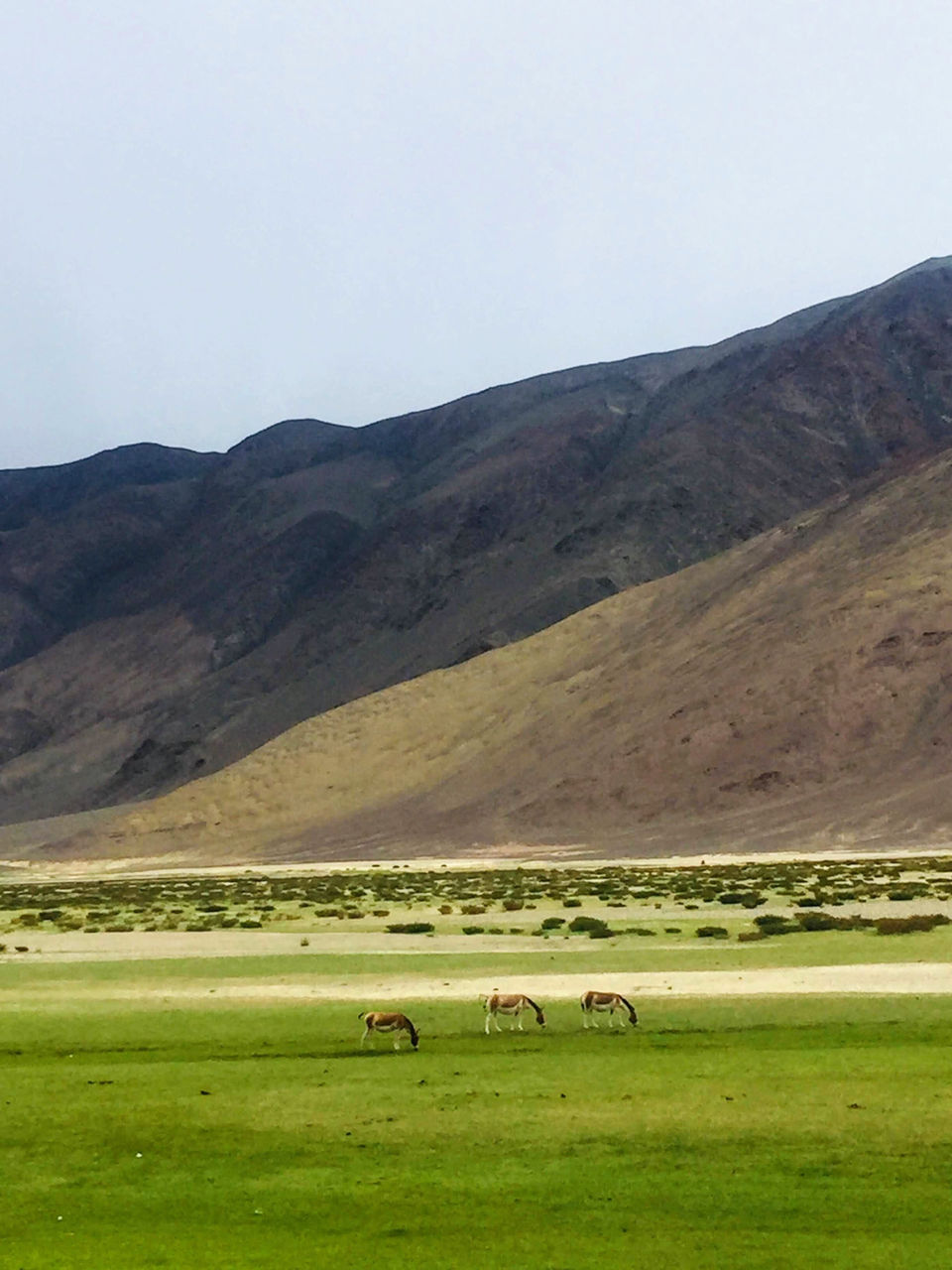 Photo of Hanle Gompa, Hanle by Gnirest