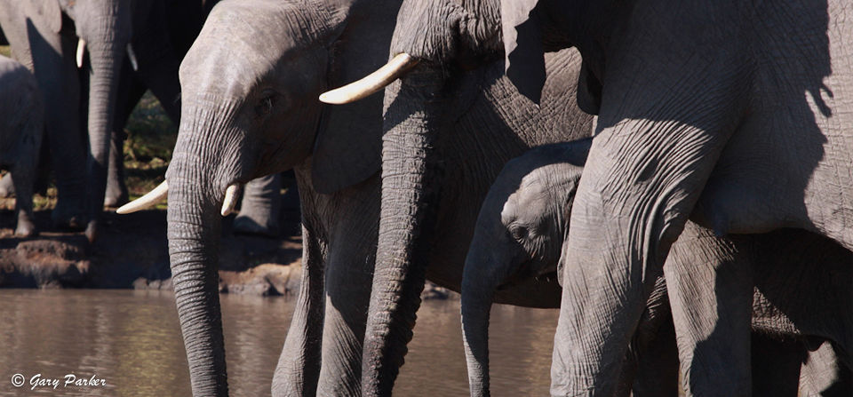 Photo of Wildlife Safari : Tanzania 3/6 by Gareth Carter