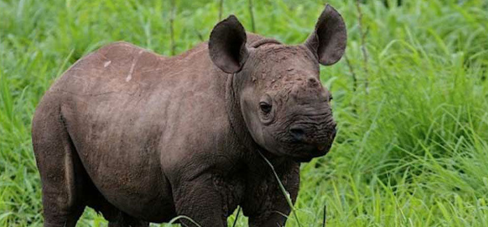 Photo of Wildlife Safari : Tanzania 4/6 by Gareth Carter