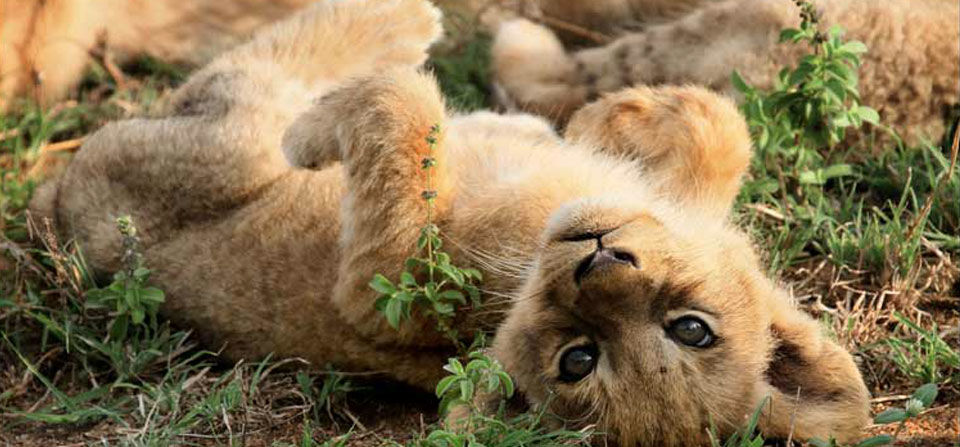 Photo of Wildlife Safari : Tanzania 5/6 by Gareth Carter