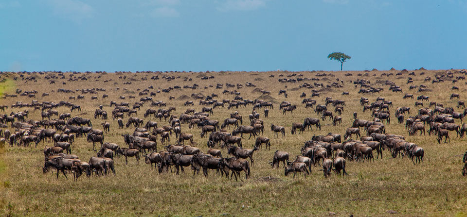 Photo of Wildlife Safari : Tanzania 6/6 by Gareth Carter