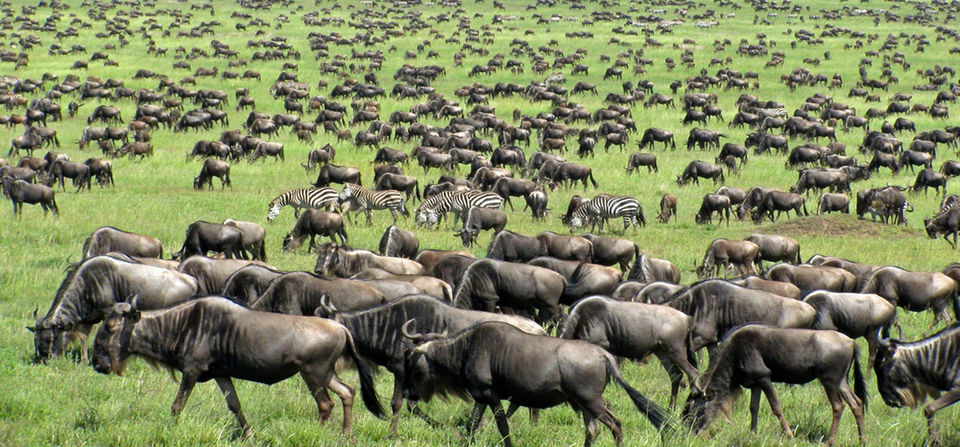 Photo of Wildlife Safari : Tanzania 2/6 by Gareth Carter