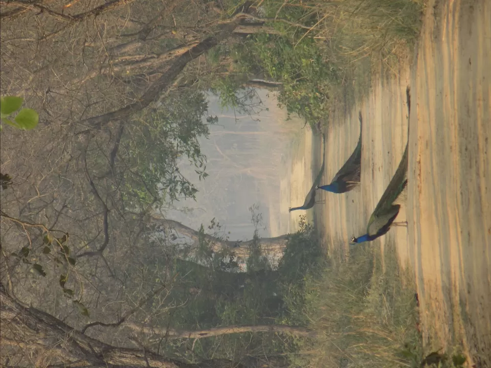 Photo of Dudhwa Fun Resort, Bhīra, Uttar Pradesh, India by Wanderer Atif