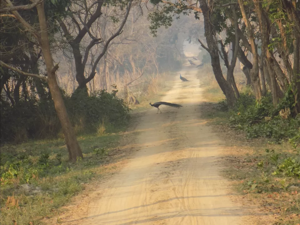 Photo of Dudhwa Fun Resort, Bhīra, Uttar Pradesh, India by Wanderer Atif
