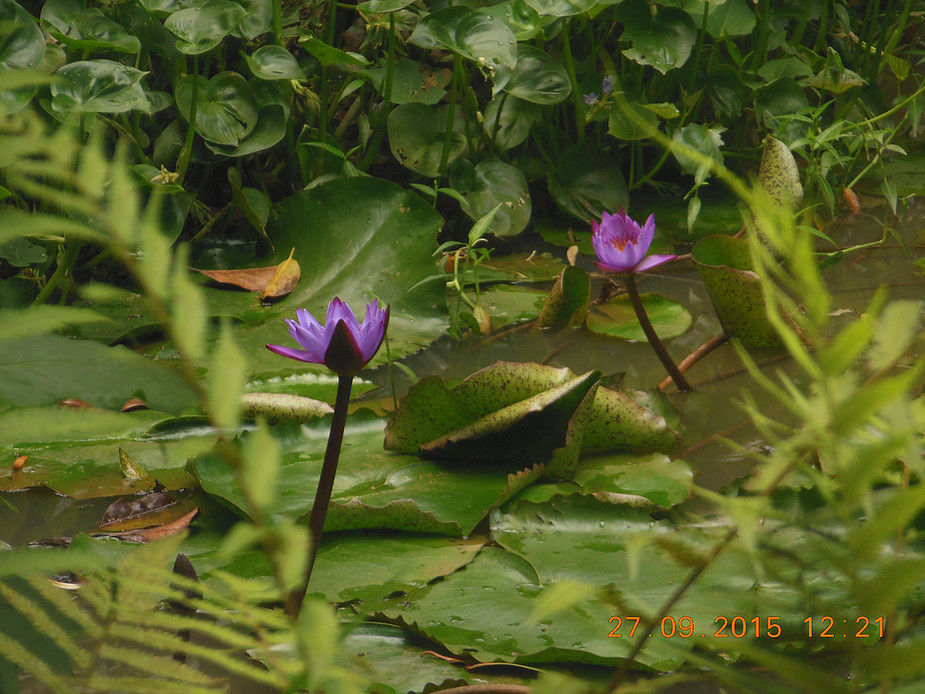 Photo of Kerala Blog | Things to do in Thekkady 1/5 by Sudha Saswati Nayak