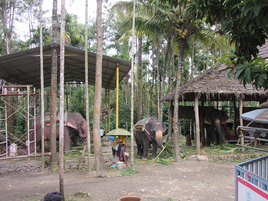Photo of Kerala Blog | Things to do in Thekkady 5/5 by Sudha Saswati Nayak