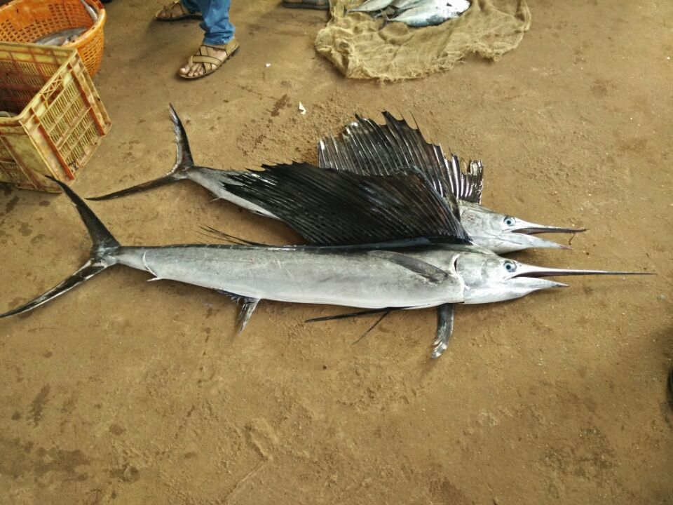 Photo of Devgad, Maharashtra, India by Bhushan Bagkar
