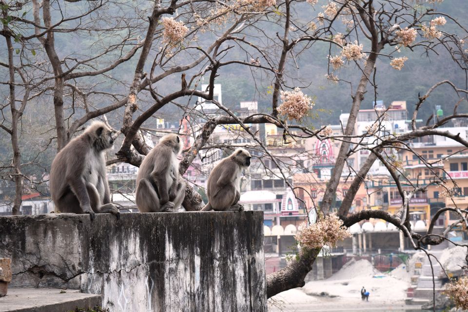 Photo of Rishikesh- Awakening to the infinite !!! 4/71 by JIVESH