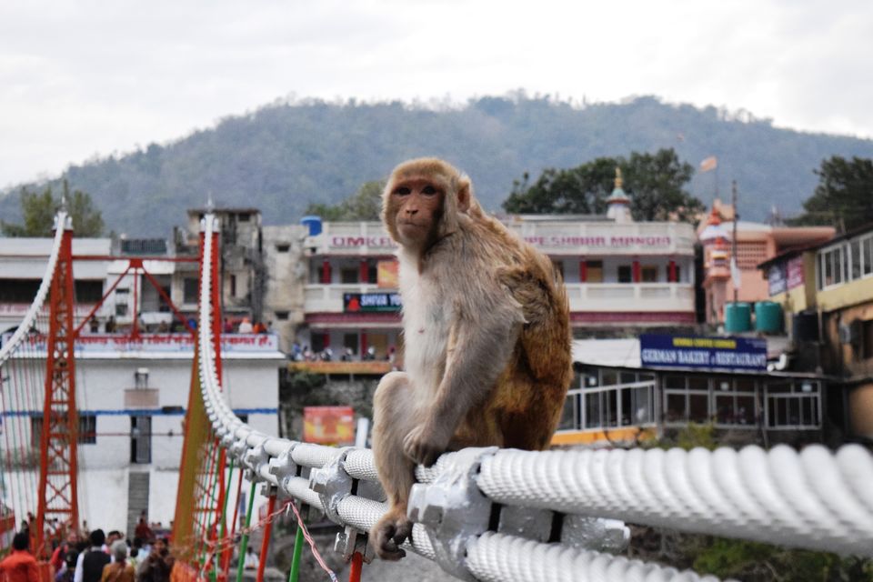 Photo of Rishikesh- Awakening to the infinite !!! 20/71 by JIVESH