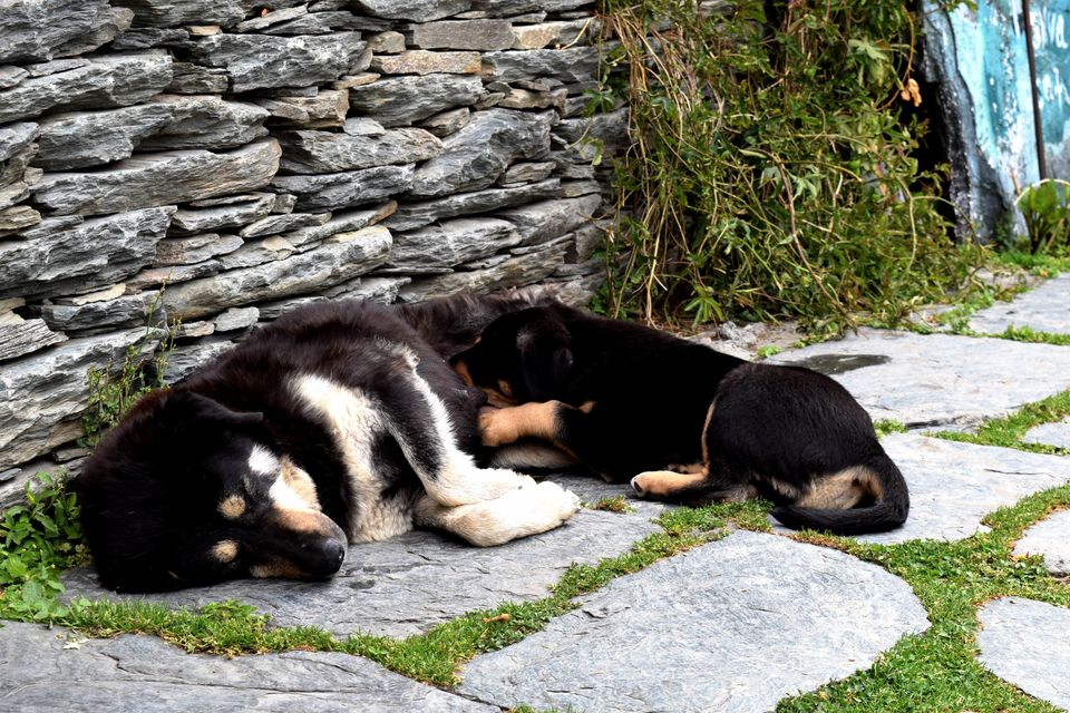 Photo of Solo Travel: McLeodGanj “All you need to know” 5/40 by JIVESH