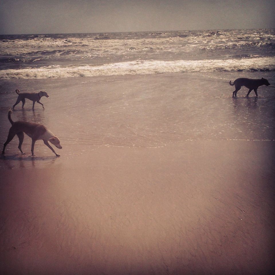 Photo of Goa - The Konkan Treat 5/10 by Navneeth Venkatesh