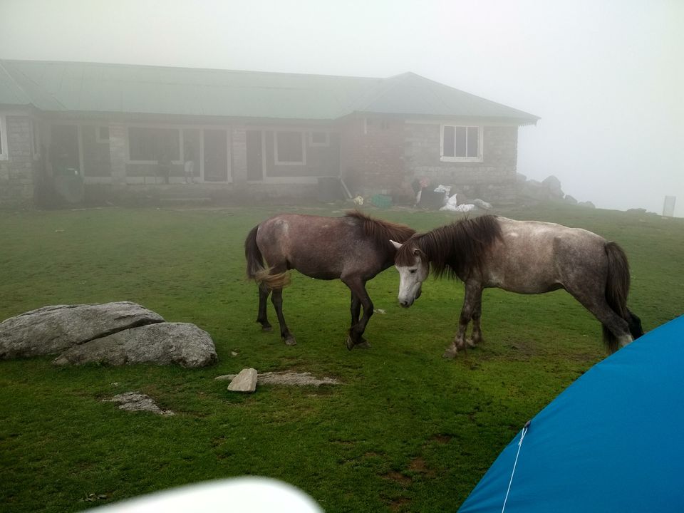 Photo of First trek Triund 5/10 by Kashish Gahoi