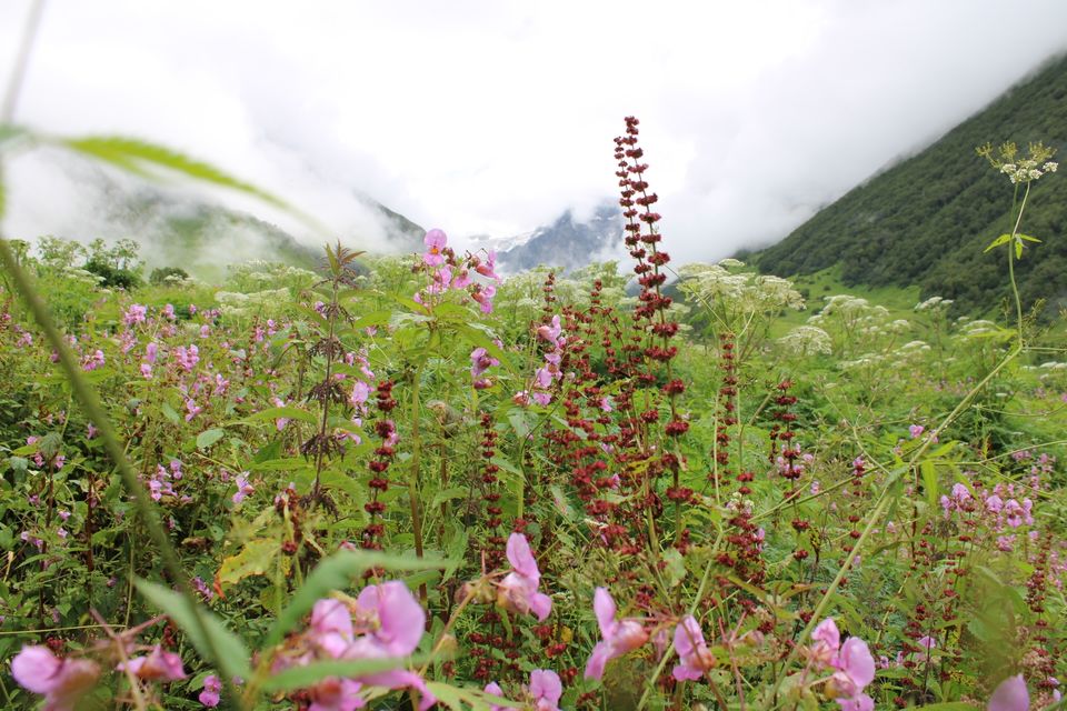 Photo of Valley of Flowers - Heaven on Earth :) by Devam Bajaj