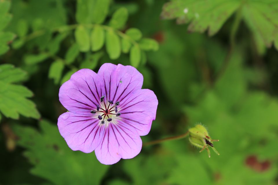 Photo of Valley of Flowers - Heaven on Earth :) by Devam Bajaj